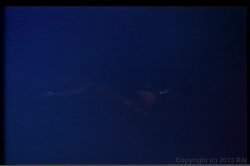 'Desiree Cousteau Triple Feature' screenshot nº 89