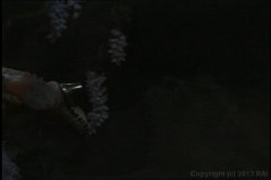 'Midsummer Night's Cream, A' screenshot nº 58