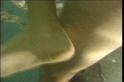 'Fitness Preggies Vol. 1' screenshot nº 41