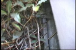 'Backdoor to Buttsville 2' screenshot nº 3