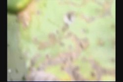 'Barely 18' screenshot nº 78
