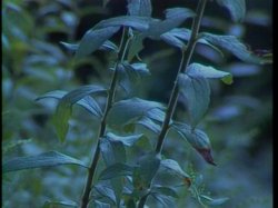 Captura de 'Christine's Secret' nº 22