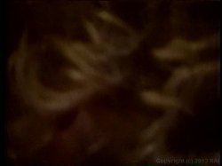 Captura de 'Ginger Lynn & Co' nº 55
