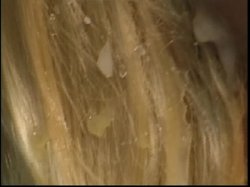 Captura de 'American Bukkake 7' nº 85
