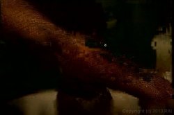 Captura de 'Candida Royalle's Eyes of Desire 2' nº 5