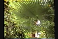 'Mr. Peepers Amateur Home Videos Vol. 16' screenshot nº 9
