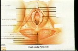 'Nina Hartley's Guide to Anal Sex' screenshot nº 6