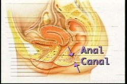'Nina Hartley's Guide to Anal Sex' screenshot nº 7