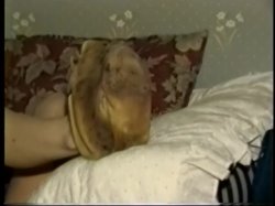 'Moccasin Tease' screenshot nº 102