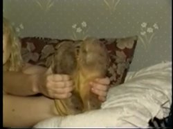 'Moccasin Tease' screenshot nº 80