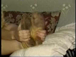 'Moccasin Tease' screenshot nº 86