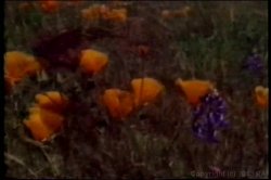 'Teenage Surfer Girls' screenshot nº 74