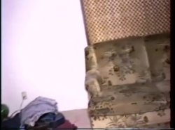 'Stevi's Cream Pie' screenshot nº 72