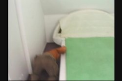 'Killer Pussy 10' screenshot nº 124