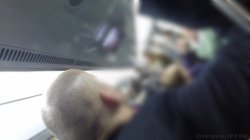 'Fucking Amateurs 2: Gangbangs' screenshot nº 7