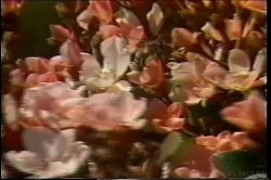 Captura de 'Kristara Barrington Collection' nº 138