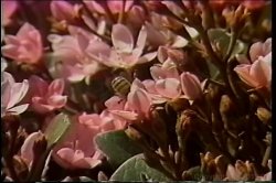 Captura de 'Kristara Barrington Collection' nº 140