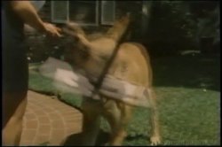 Captura de 'Lisa Deleeuw Triple Feature 3' nº 96
