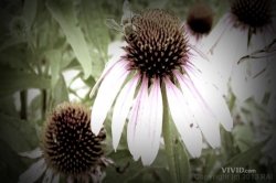 'Tres Flores' screenshot nº 2
