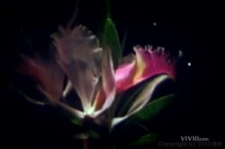 'Tres Flores' screenshot nº 54