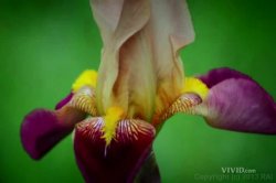 'Tres Flores' screenshot nº 1
