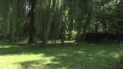 'Il Ladro in Paradiso' screenshot nº 21