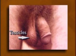 'Better Oral Sex Techniques' screenshot nº 12
