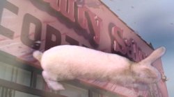 Captura de 'Honey Bunny' nº 5