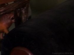'Monster Dicks for Young Chicks 4' screenshot nº 91