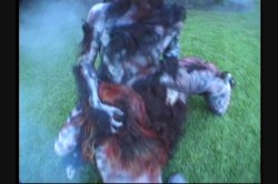 Captura de 'Full Moon Fever' nº 37