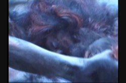 Captura de 'Full Moon Fever' nº 38
