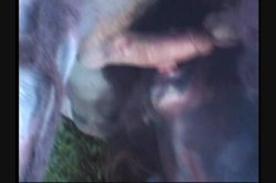 Captura de 'Full Moon Fever' nº 40