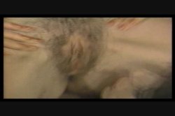 Captura de 'Swedish Erotica Vol. 121' nº 12