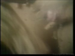 Captura de 'Ginger Lynn Triple Feature' nº 135