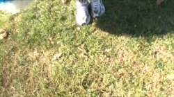 Captura de 'Creampied Cheerleaders' nº 39
