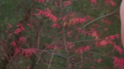 'Cougars and Cubs' screenshot nº 67