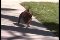 Captura de 'Doggie Style' nº 2