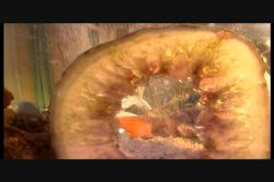 'Pornocide' screenshot nº 58