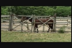 'Pornocide' screenshot nº 115