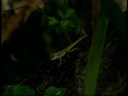 'Carnal Witness' screenshot nº 2