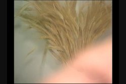 'Amateur Angels 17' screenshot nº 108