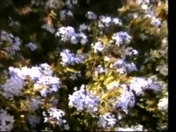 Captura de 'Last Temptation of Teri, The' nº 35