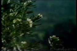 Captura de 'Cult 70s Porno Director 14: Fred Lincoln' nº 93
