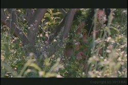 Captura de 'Guys Blown Wild' nº 85