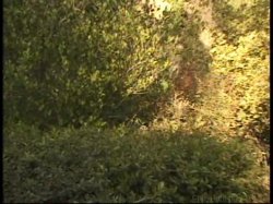'Lil' Latin Plump Humpers 7' screenshot nº 102