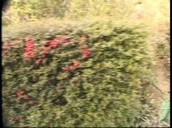 'Lil' Latin Plump Humpers 7' screenshot nº 104