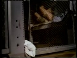Captura de 'Jailhouse Girls' nº 59