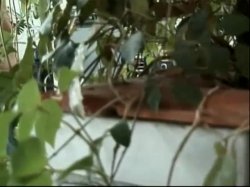 Captura de 'The Video Adventures of Peeping Tom Number 32' nº 126