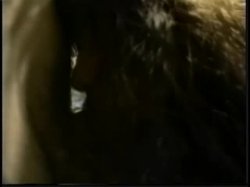 Captura de 'Radical Affairs Video Magazine #1' nº 39