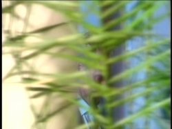 Captura de 'B As In Beautiful' nº 3